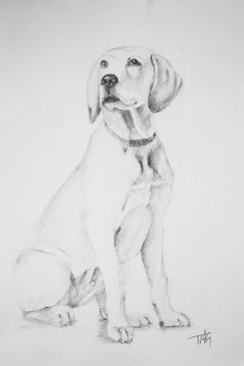 Pretty Boy Pretty Boy Graphite Pencil on Paper Retriever puppy looking longingly