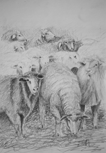 Looking Sheepish Looking Sheepish Graphite Pencil on Paper flock of sheepish characters on their way to shearing farm farmyard animals