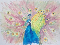 Eyes on You Original Watercolour of Peacock flexing its tail of colourful eyes animal exotic blue orange purple